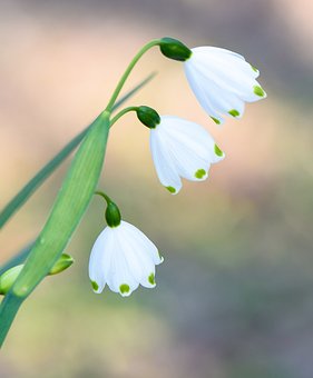 202310231698020953428187.jpg snow-flake-3702109__340.jpg